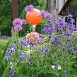 Lauschiger Lieblingsplatz (Hochsommerlicher Rückzugsort) -Gartenpflanzen Verkaufsladen 2003181 Lauschiger 20Lieblingsplatz Hochsommerlicher 20Rueckzugsort 8