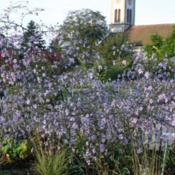 Lauschiger Lieblingsplatz (Hochsommerlicher Rückzugsort) -Gartenpflanzen Verkaufsladen 2003181 Lauschiger 20Lieblingsplatz Hochsommerlicher 20Rueckzugsort 9