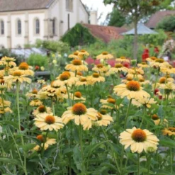Buntes Bienenparadies (Nektarsegen Für Biene, Hummel, Schmetterling & Co.) -Gartenpflanzen Verkaufsladen 2003234 Buntes 20Bienenparadies Nektarsegen 20fuer 20Biene 20Hummel 20Schmetterling 20 20Co 10