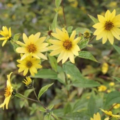 Buntes Bienenparadies (Nektarsegen Für Biene, Hummel, Schmetterling & Co.) -Gartenpflanzen Verkaufsladen 2003234 Buntes 20Bienenparadies Nektarsegen 20fuer 20Biene 20Hummel 20Schmetterling 20 20Co 13