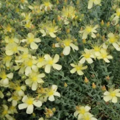 Buntes Bienenparadies (Nektarsegen Für Biene, Hummel, Schmetterling & Co.) -Gartenpflanzen Verkaufsladen 2003234 Buntes 20Bienenparadies Nektarsegen 20fuer 20Biene 20Hummel 20Schmetterling 20 20Co 14