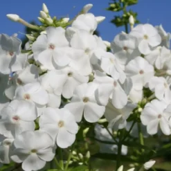 Buntes Bienenparadies (Nektarsegen Für Biene, Hummel, Schmetterling & Co.) -Gartenpflanzen Verkaufsladen 2003234 Buntes 20Bienenparadies Nektarsegen 20fuer 20Biene 20Hummel 20Schmetterling 20 20Co 17