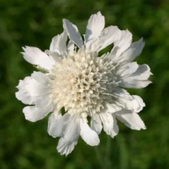 Buntes Bienenparadies (Nektarsegen Für Biene, Hummel, Schmetterling & Co.) -Gartenpflanzen Verkaufsladen 2003234 Buntes 20Bienenparadies Nektarsegen 20fuer 20Biene 20Hummel 20Schmetterling 20 20Co 19