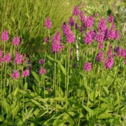 Buntes Bienenparadies (Nektarsegen Für Biene, Hummel, Schmetterling & Co.) -Gartenpflanzen Verkaufsladen 2003234 Buntes 20Bienenparadies Nektarsegen 20fuer 20Biene 20Hummel 20Schmetterling 20 20Co 20