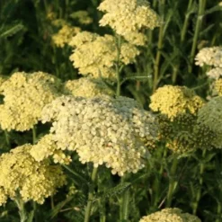 Buntes Bienenparadies (Nektarsegen Für Biene, Hummel, Schmetterling & Co.) -Gartenpflanzen Verkaufsladen 2003234 Buntes 20Bienenparadies Nektarsegen 20fuer 20Biene 20Hummel 20Schmetterling 20 20Co 4