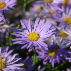 Buntes Bienenparadies (Nektarsegen Für Biene, Hummel, Schmetterling & Co.) -Gartenpflanzen Verkaufsladen 2003234 Buntes 20Bienenparadies Nektarsegen 20fuer 20Biene 20Hummel 20Schmetterling 20 20Co 6