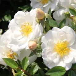 Buntes Bienenparadies (Nektarsegen Für Biene, Hummel, Schmetterling & Co.) -Gartenpflanzen Verkaufsladen 2003234 Buntes 20Bienenparadies Nektarsegen 20fuer 20Biene 20Hummel 20Schmetterling 20 20Co 7