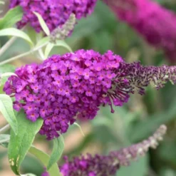 Buntes Bienenparadies (Nektarsegen Für Biene, Hummel, Schmetterling & Co.) -Gartenpflanzen Verkaufsladen 2003234 Buntes 20Bienenparadies Nektarsegen 20fuer 20Biene 20Hummel 20Schmetterling 20 20Co 8