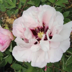 Paeonia Rockii 'Fen Xi Shi' (Strauchpfingstrose 'Rosa Schönheit')