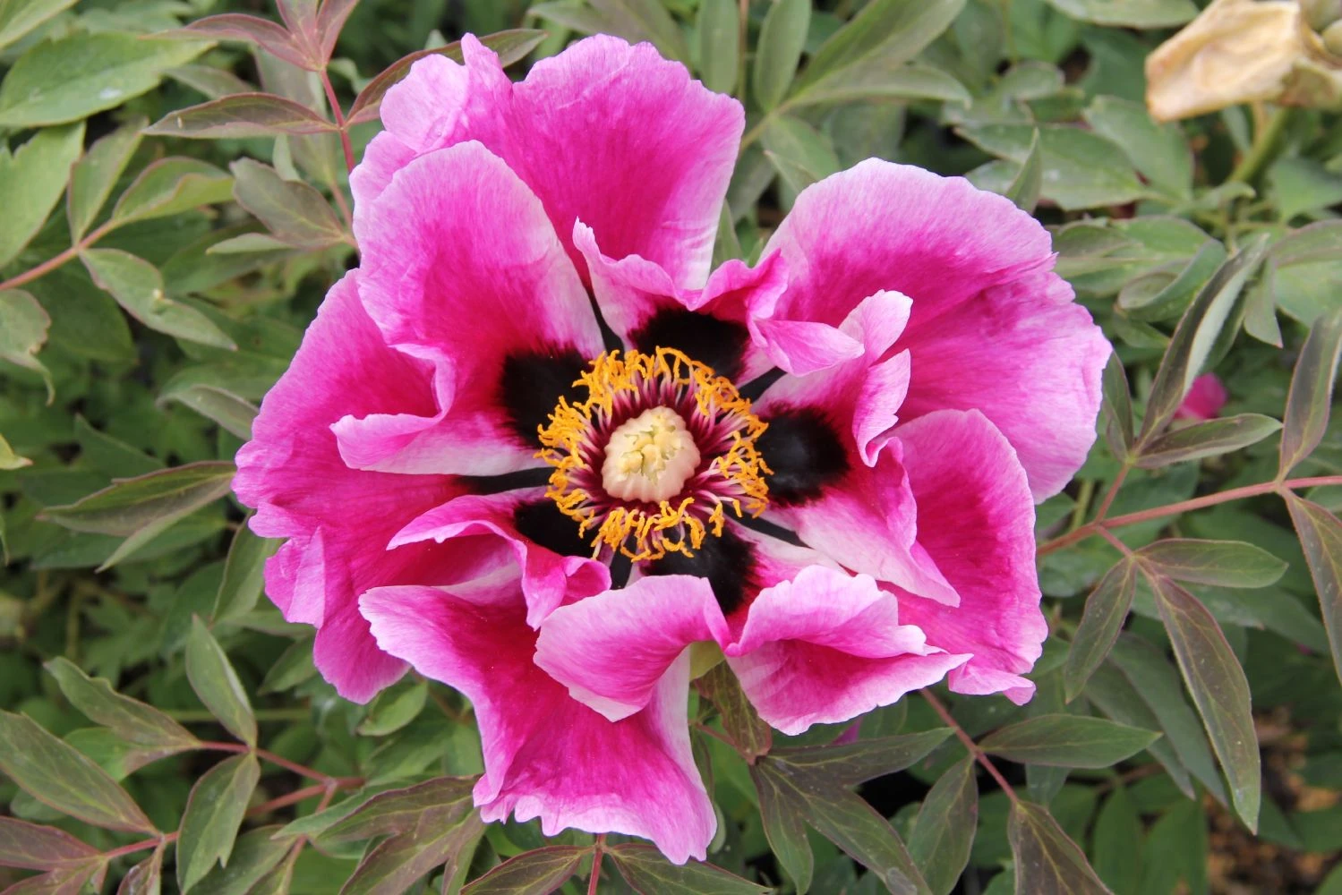 Paeonia Rockii 'Ri Yue Tong Hui' (Strauchpfingstrose 'Sonnen- Und Mondgleiche') 3 Paeonia Rockii 'Ri Yue Tong Hui' (Strauchpfingstrose 'Sonnen- Und Mondgleiche')