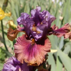 Iris Barbata-Elatior 'Nelly Tardivier' (Hohe Bartschwertlilie)