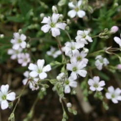 Das Hangbeet (Clevere Bepflanzung Für Schräge Flächen) -Gartenpflanzen Verkaufsladen 2003344 Das 20Hangbeet Clevere 20Bepflanzung 20fuer 20schraege 20Flaechen 12