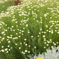 Das Hangbeet (Clevere Bepflanzung Für Schräge Flächen) -Gartenpflanzen Verkaufsladen 2003344 Das 20Hangbeet Clevere 20Bepflanzung 20fuer 20schraege 20Flaechen 16