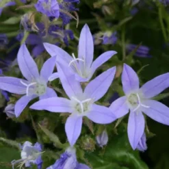 Das Hangbeet (Clevere Bepflanzung Für Schräge Flächen) -Gartenpflanzen Verkaufsladen 2003344 Das 20Hangbeet Clevere 20Bepflanzung 20fuer 20schraege 20Flaechen 6