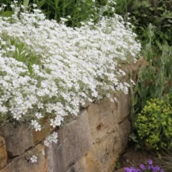 Das Hangbeet (Clevere Bepflanzung Für Schräge Flächen) -Gartenpflanzen Verkaufsladen 2003344 Das 20Hangbeet Clevere 20Bepflanzung 20fuer 20schraege 20Flaechen 7