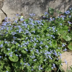 Charmantes Schattenbeet (Blüten-& Blattschmuck Für Lichtarme Gartenbereiche) -Gartenpflanzen Verkaufsladen 2003348 Charmantes 20Schattenbeet Blueten 20Blattschmuck 20fuer 20lichtarme 20Gartenbereiche 10