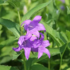 Charmantes Schattenbeet (Blüten-& Blattschmuck Für Lichtarme Gartenbereiche) -Gartenpflanzen Verkaufsladen 2003348 Charmantes 20Schattenbeet Blueten 20Blattschmuck 20fuer 20lichtarme 20Gartenbereiche 11