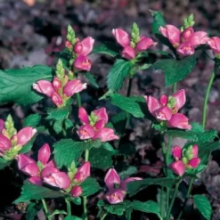 Charmantes Schattenbeet (Blüten-& Blattschmuck Für Lichtarme Gartenbereiche) -Gartenpflanzen Verkaufsladen 2003348 Charmantes 20Schattenbeet Blueten 20Blattschmuck 20fuer 20lichtarme 20Gartenbereiche 12