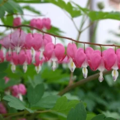 Charmantes Schattenbeet (Blüten-& Blattschmuck Für Lichtarme Gartenbereiche) -Gartenpflanzen Verkaufsladen 2003348 Charmantes 20Schattenbeet Blueten 20Blattschmuck 20fuer 20lichtarme 20Gartenbereiche 13