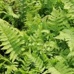 Charmantes Schattenbeet (Blüten-& Blattschmuck Für Lichtarme Gartenbereiche) -Gartenpflanzen Verkaufsladen 2003348 Charmantes 20Schattenbeet Blueten 20Blattschmuck 20fuer 20lichtarme 20Gartenbereiche 14