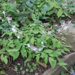 Charmantes Schattenbeet (Blüten-& Blattschmuck Für Lichtarme Gartenbereiche) -Gartenpflanzen Verkaufsladen 2003348 Charmantes 20Schattenbeet Blueten 20Blattschmuck 20fuer 20lichtarme 20Gartenbereiche 15