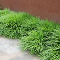 Charmantes Schattenbeet (Blüten-& Blattschmuck Für Lichtarme Gartenbereiche) -Gartenpflanzen Verkaufsladen 2003348 Charmantes 20Schattenbeet Blueten 20Blattschmuck 20fuer 20lichtarme 20Gartenbereiche 16