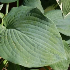 Charmantes Schattenbeet (Blüten-& Blattschmuck Für Lichtarme Gartenbereiche) -Gartenpflanzen Verkaufsladen 2003348 Charmantes 20Schattenbeet Blueten 20Blattschmuck 20fuer 20lichtarme 20Gartenbereiche 17