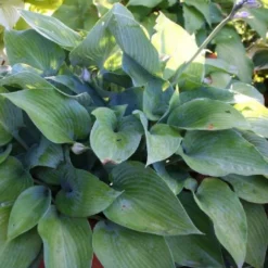 Charmantes Schattenbeet (Blüten-& Blattschmuck Für Lichtarme Gartenbereiche) -Gartenpflanzen Verkaufsladen 2003348 Charmantes 20Schattenbeet Blueten 20Blattschmuck 20fuer 20lichtarme 20Gartenbereiche 18