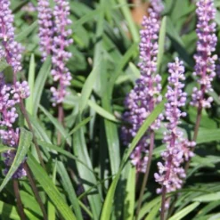 Charmantes Schattenbeet (Blüten-& Blattschmuck Für Lichtarme Gartenbereiche) -Gartenpflanzen Verkaufsladen 2003348 Charmantes 20Schattenbeet Blueten 20Blattschmuck 20fuer 20lichtarme 20Gartenbereiche 19