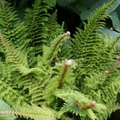 Charmantes Schattenbeet (Blüten-& Blattschmuck Für Lichtarme Gartenbereiche) -Gartenpflanzen Verkaufsladen 2003348 Charmantes 20Schattenbeet Blueten 20Blattschmuck 20fuer 20lichtarme 20Gartenbereiche 20