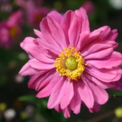 Charmantes Schattenbeet (Blüten-& Blattschmuck Für Lichtarme Gartenbereiche) -Gartenpflanzen Verkaufsladen 2003348 Charmantes 20Schattenbeet Blueten 20Blattschmuck 20fuer 20lichtarme 20Gartenbereiche 3