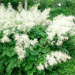 Charmantes Schattenbeet (Blüten-& Blattschmuck Für Lichtarme Gartenbereiche) -Gartenpflanzen Verkaufsladen 2003348 Charmantes 20Schattenbeet Blueten 20Blattschmuck 20fuer 20lichtarme 20Gartenbereiche 4