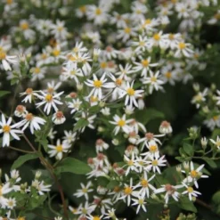 Charmantes Schattenbeet (Blüten-& Blattschmuck Für Lichtarme Gartenbereiche) -Gartenpflanzen Verkaufsladen 2003348 Charmantes 20Schattenbeet Blueten 20Blattschmuck 20fuer 20lichtarme 20Gartenbereiche 5