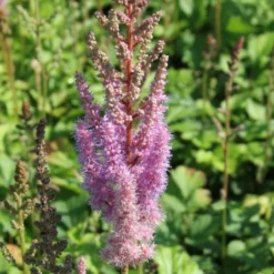 Charmantes Schattenbeet (Blüten-& Blattschmuck Für Lichtarme Gartenbereiche) -Gartenpflanzen Verkaufsladen 2003348 Charmantes 20Schattenbeet Blueten 20Blattschmuck 20fuer 20lichtarme 20Gartenbereiche 6