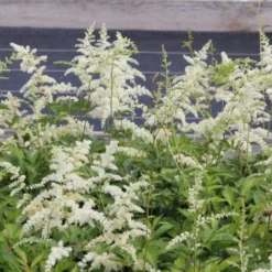 Charmantes Schattenbeet (Blüten-& Blattschmuck Für Lichtarme Gartenbereiche) -Gartenpflanzen Verkaufsladen 2003348 Charmantes 20Schattenbeet Blueten 20Blattschmuck 20fuer 20lichtarme 20Gartenbereiche 7