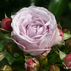 Rose 'Nautica' (Beetrose)