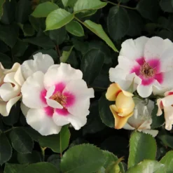 Rose 'SEE YOU® In Purple' (Persische Rose) -Gartenpflanzen Verkaufsladen 2003354 Rose 20SEE 20YOU 20in 20purple Persische 20Rose 2 15f30208 b8e8 4293 9651 4338fcc15dc2