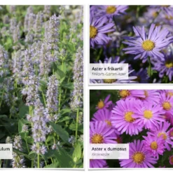 Staudenpracht Statt Steinwüste (Willkommen Im Bienenglück) -Gartenpflanzen Verkaufsladen 2003385 Staudenpracht 20statt 20Steinwueste Willkommen 20im 20Bienenglueck 3