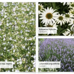 Staudenpracht Statt Steinwüste (Willkommen Im Bienenglück) -Gartenpflanzen Verkaufsladen 2003385 Staudenpracht 20statt 20Steinwueste Willkommen 20im 20Bienenglueck 4