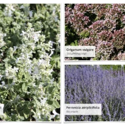 Staudenpracht Statt Steinwüste (Willkommen Im Bienenglück) -Gartenpflanzen Verkaufsladen 2003385 Staudenpracht 20statt 20Steinwueste Willkommen 20im 20Bienenglueck 5