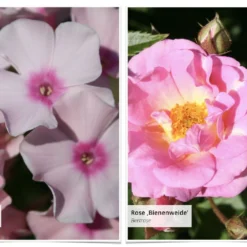 Staudenpracht Statt Steinwüste (Willkommen Im Bienenglück) -Gartenpflanzen Verkaufsladen 2003385 Staudenpracht 20statt 20Steinwueste Willkommen 20im 20Bienenglueck 6