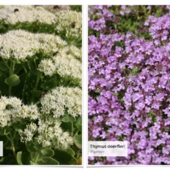 Staudenpracht Statt Steinwüste (Willkommen Im Bienenglück) -Gartenpflanzen Verkaufsladen 2003385 Staudenpracht 20statt 20Steinwueste Willkommen 20im 20Bienenglueck 7