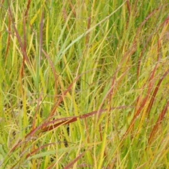 Gräsermeer (Wogende (Pflege-)Leichtigkeit) -Gartenpflanzen Verkaufsladen 2003439 Graesermeer Wogende 20Pflege Leichtigkeit 10