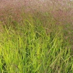 Gräsermeer (Wogende (Pflege-)Leichtigkeit) -Gartenpflanzen Verkaufsladen 2003439 Graesermeer Wogende 20Pflege Leichtigkeit 16