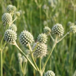 Gräsermeer (Wogende (Pflege-)Leichtigkeit) -Gartenpflanzen Verkaufsladen 2003439 Graesermeer Wogende 20Pflege Leichtigkeit 6