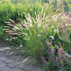 Gräsermeer (Wogende (Pflege-)Leichtigkeit) -Gartenpflanzen Verkaufsladen 2003439 Graesermeer Wogende 20Pflege Leichtigkeit 8