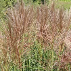 Gräsermeer (Wogende (Pflege-)Leichtigkeit) -Gartenpflanzen Verkaufsladen 2003439 Graesermeer Wogende 20Pflege Leichtigkeit 9