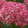 Hydrangea Arborescens 'Pink Annabelle' (Ballhortensie)