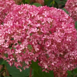 Hydrangea Arborescens 'Pink Annabelle' (Ballhortensie)