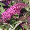 Buddleja Davidii 'Magenta Munchkin' (Sommerflieder)